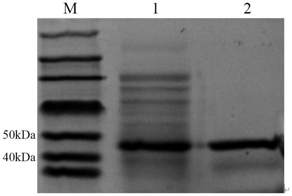 Chimeric enzyme ClyQ for degrading staphylococcus biofilm as well as preparation method and application of chimeric enzyme ClyQ