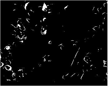 Method for preparing cell-grade lithium iron phosphate from pyrite slag