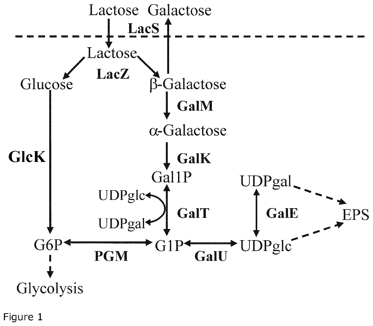 Use of lactic acid bacteria for preparing fermented food products with increased natural sweetness