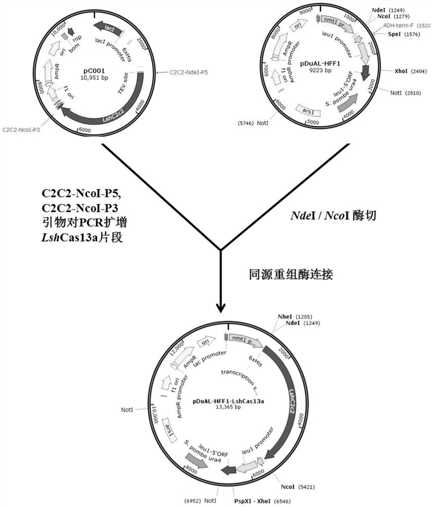 Technology for intervening and blocking virus reverse transcription transposition based on CRISPR-Cas13a