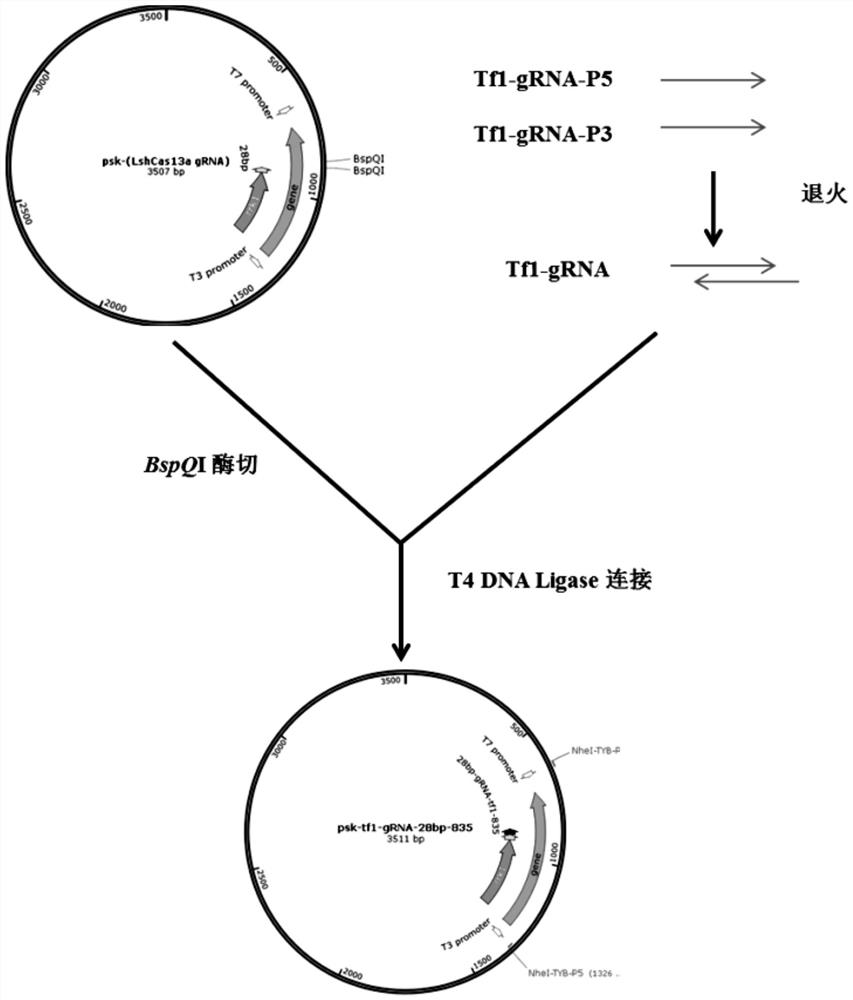 Technology for intervening and blocking virus reverse transcription transposition based on CRISPR-Cas13a