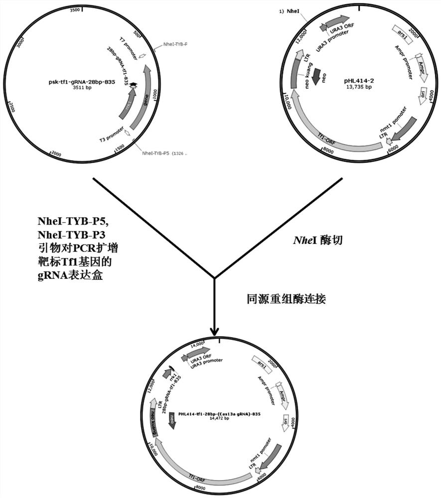 Technology for intervening and blocking virus reverse transcription transposition based on CRISPR-Cas13a