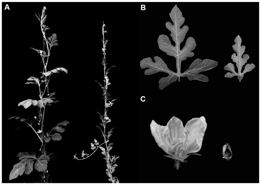 A kind of method utilizing ems mutagenesis to create watermelon mutant