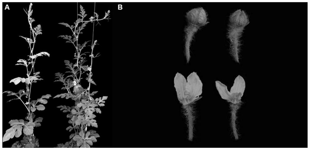 A kind of method utilizing ems mutagenesis to create watermelon mutant