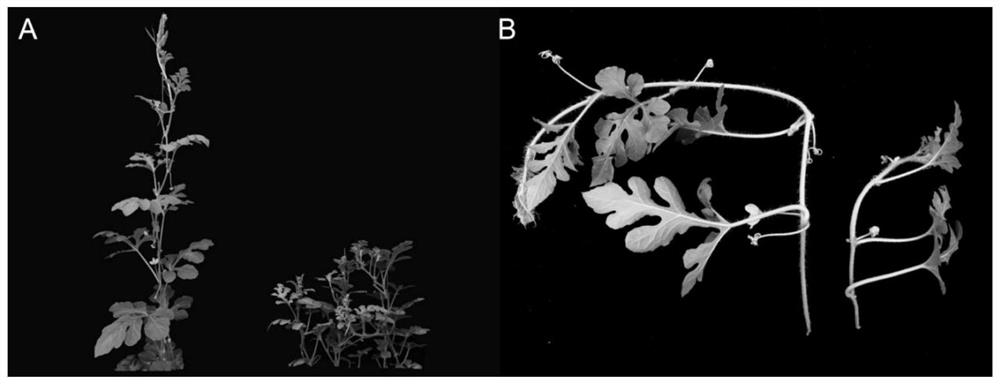 A kind of method utilizing ems mutagenesis to create watermelon mutant