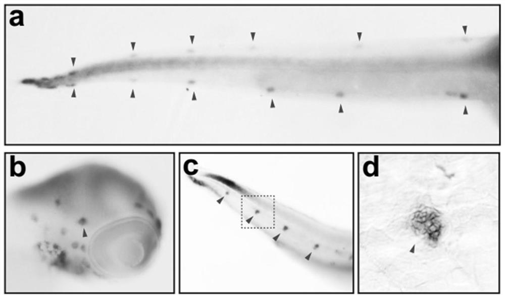 hpr1 gene mutant and its application in the preparation of deafness diagnostic reagents