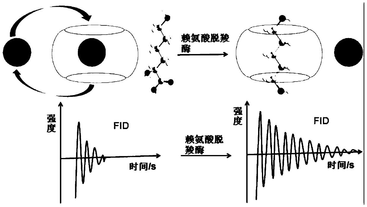 129Xe 'r2 relaxation switch type' magnetic resonance molecular probe for recognition of lysine decarboxylase