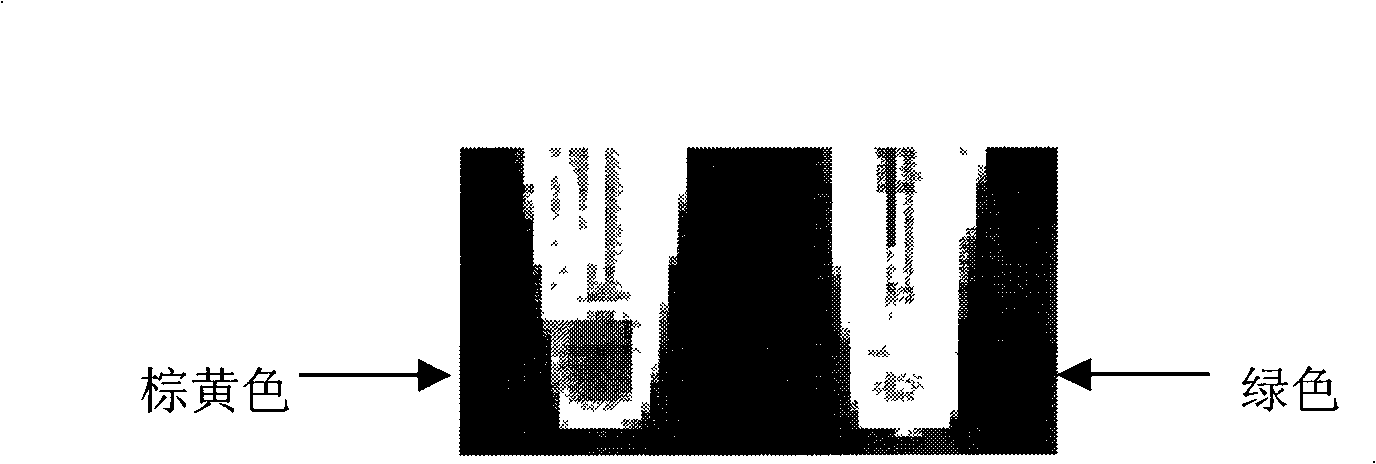 Reagent kit and method for detection of enterocolitis yersinia genus with ring mediated isothermality amplification method