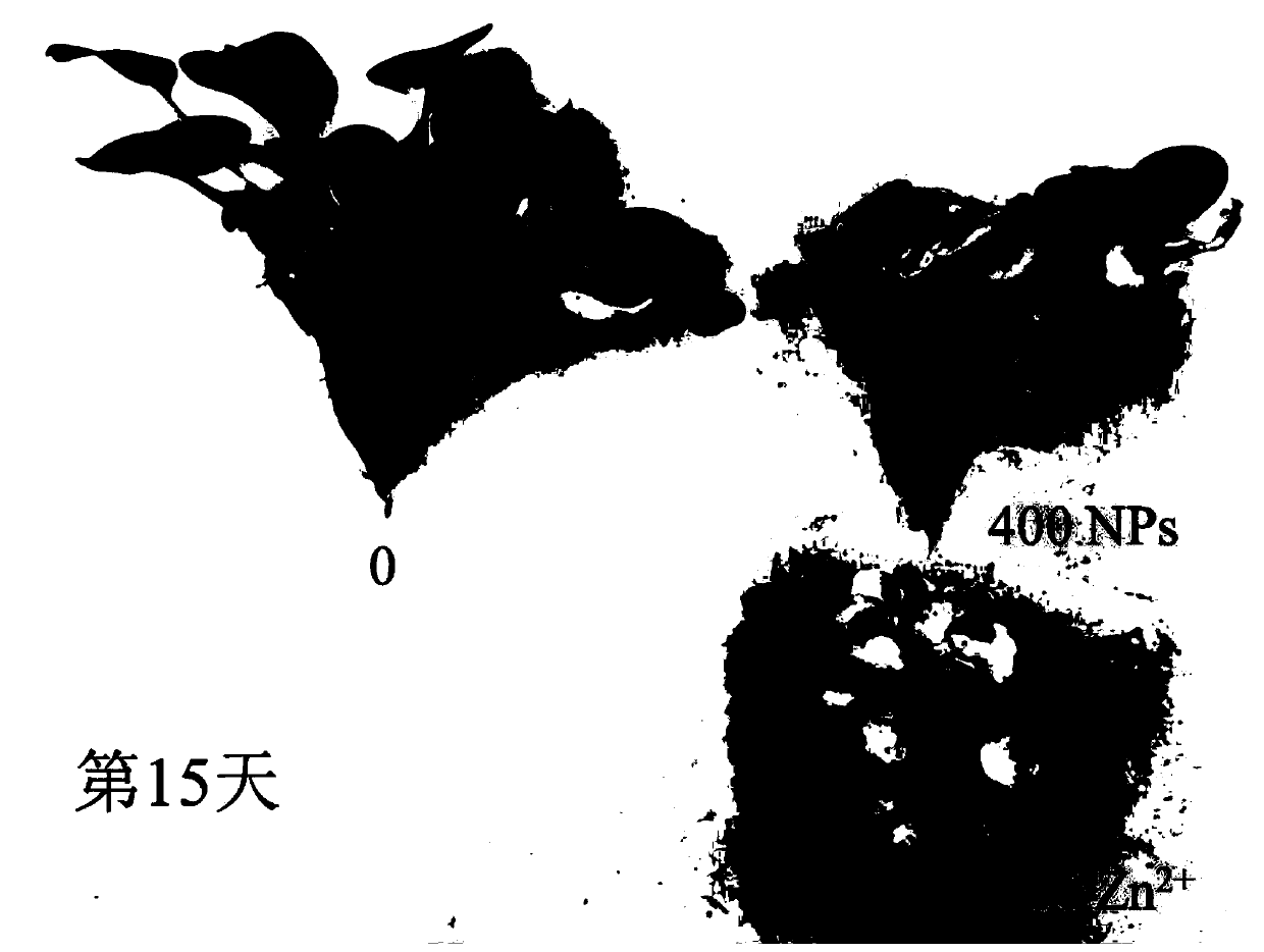 Method for preparing photocatalytic biochar composite material by using eichhornia crassipes to accumulate nano-zinc oxide