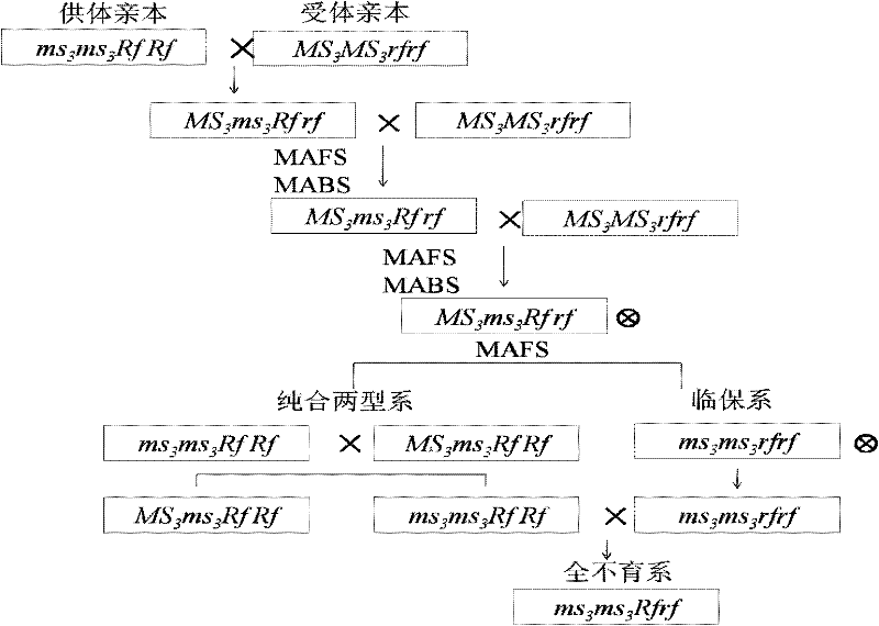 A Molecular Marker and Application of a Rapeseed Recessive Genic Sterile Gene Segment