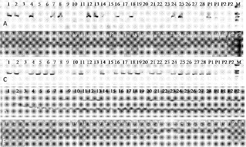 A Molecular Marker and Application of a Rapeseed Recessive Genic Sterile Gene Segment