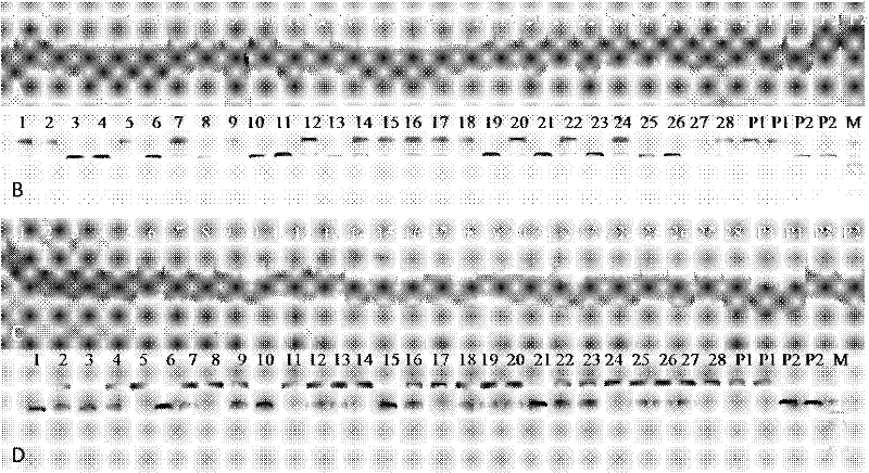 A Molecular Marker and Application of a Rapeseed Recessive Genic Sterile Gene Segment