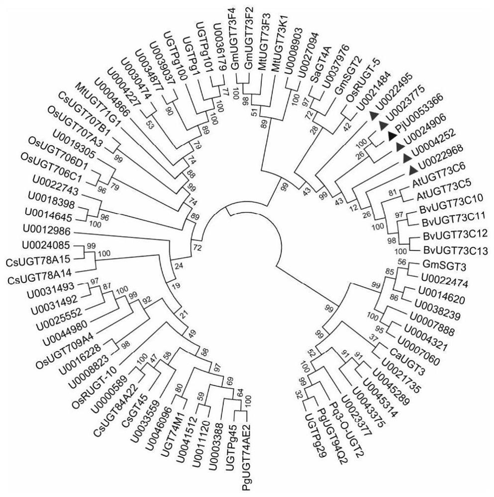 Oleanolic acid glucuronyl transferase as well as encoding gene and application thereof