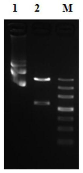 Oleanolic acid glucuronyl transferase as well as encoding gene and application thereof