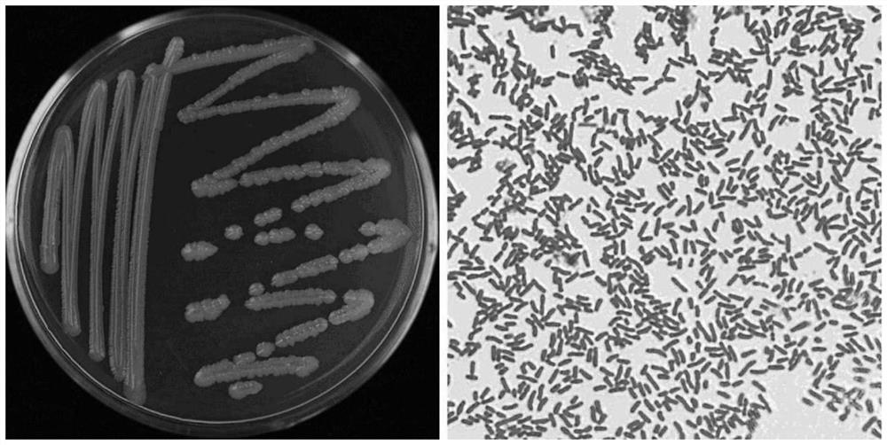 Glutamic acid bacillus GH202103 strain for degrading alpha-solanine as well as preparation method and application of glutamic acid bacillus GH202103 strain