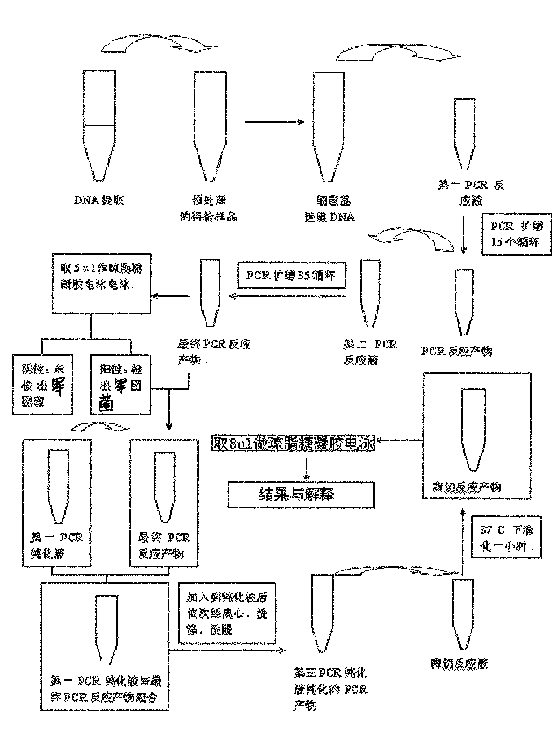 Rapid detection kit of legionella bacteria and detection method thereof