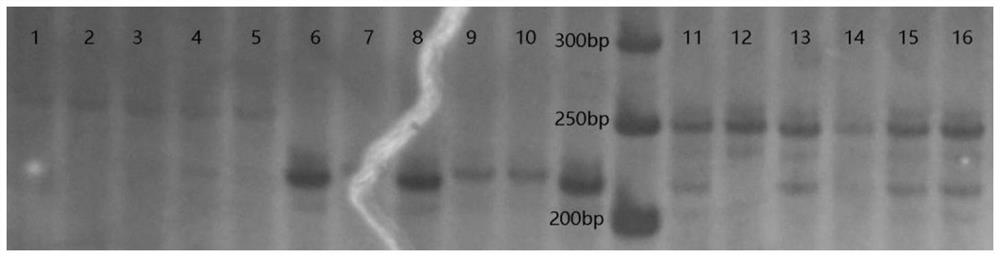 Identification primers, kit and identification method for tridacna crocea, tridacna maxima and first filial generation of tridacna crocea and tridacna maxima