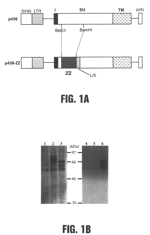 Viral vectors having chimeric envelope proteins containing the IgG-binding domain of protein A