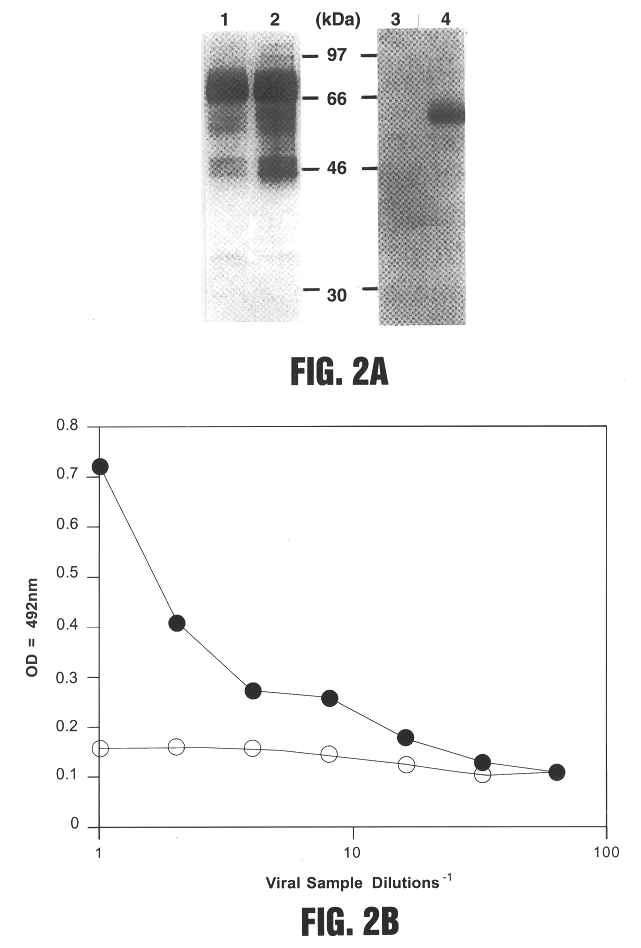 Viral vectors having chimeric envelope proteins containing the IgG-binding domain of protein A