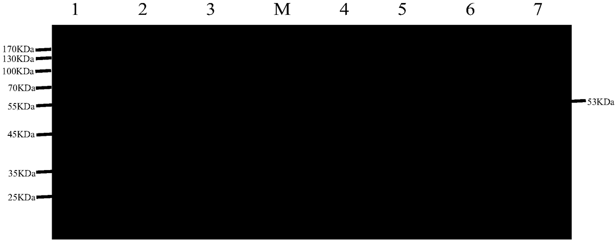 Porcine epidemic diarrhea virus as well as separation method and application thereof