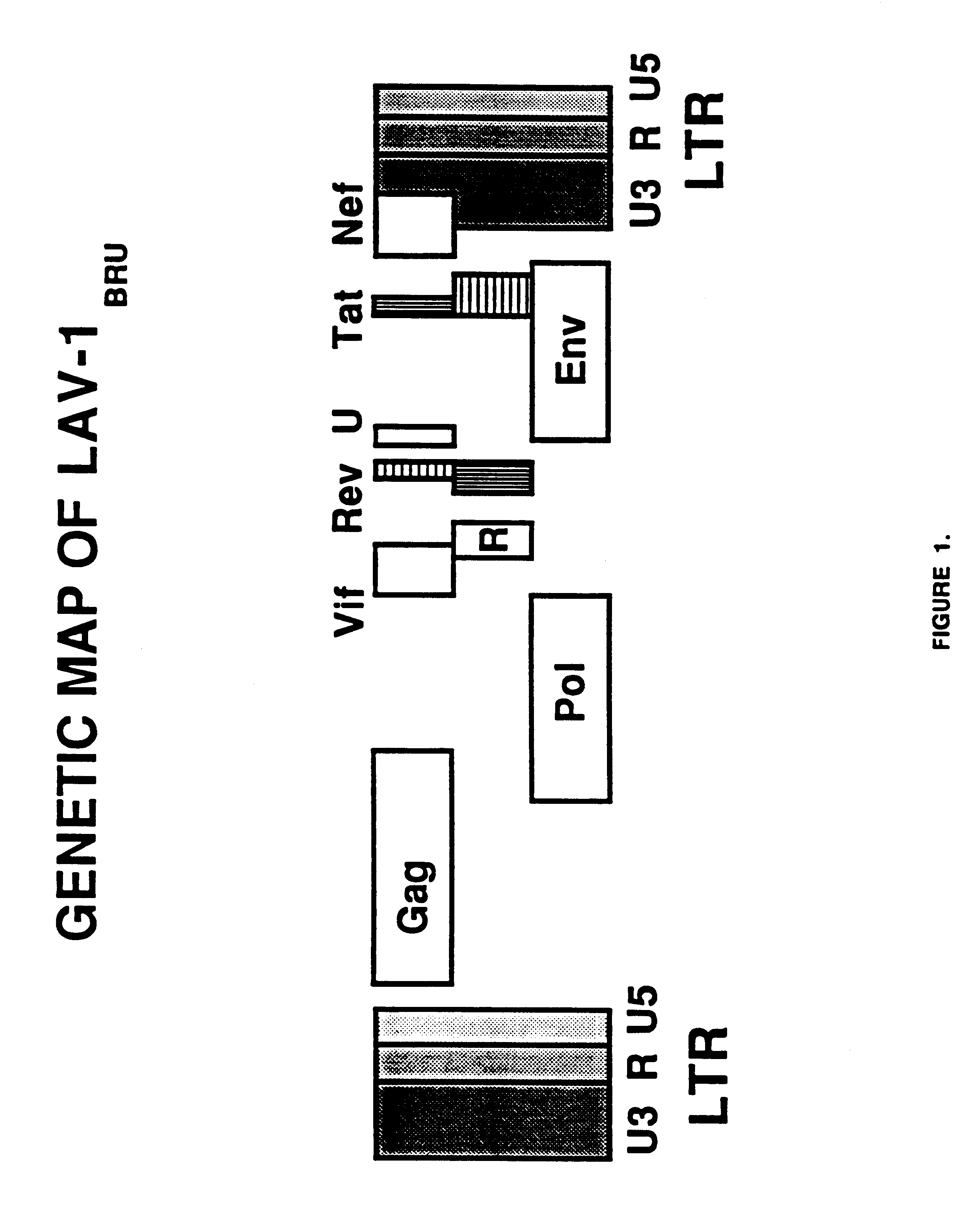 Nucleic acids containing modified human immunodeficiency virus genomes devoid of long terminal repeats encoding non-infectious, replication-deficient, immunogenic retrovirus-like particles