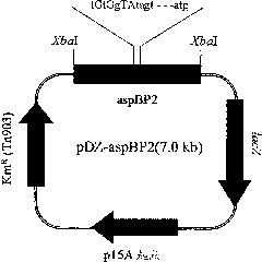 Enhanced promoter and method for producing L-lysine usinge the same