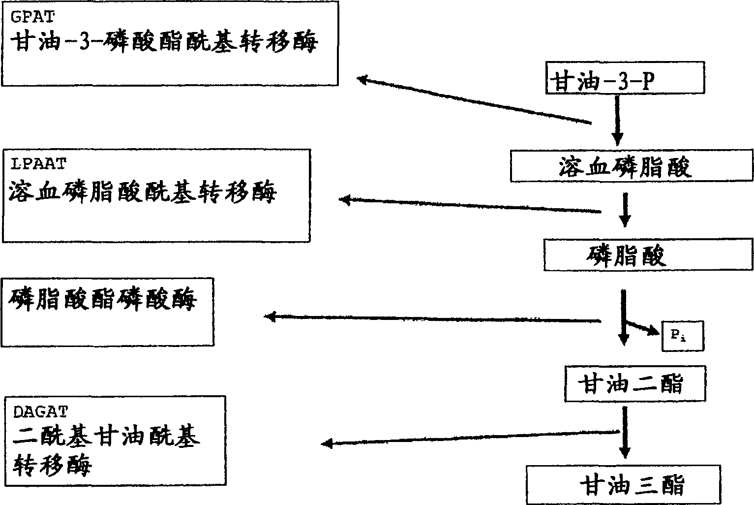 Sunflower oil, seeds and plants with modified fatty acid distribution in the triacylglycerol molecule