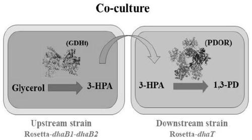 Method for producing 1,3-propylene glycol through glycerol fermentation via microorganisms