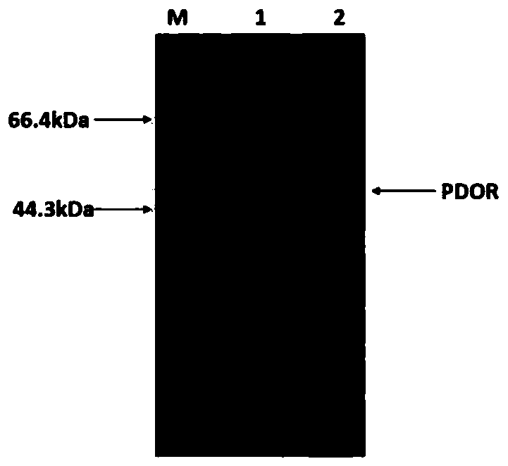 Method for producing 1,3-propylene glycol through glycerol fermentation via microorganisms