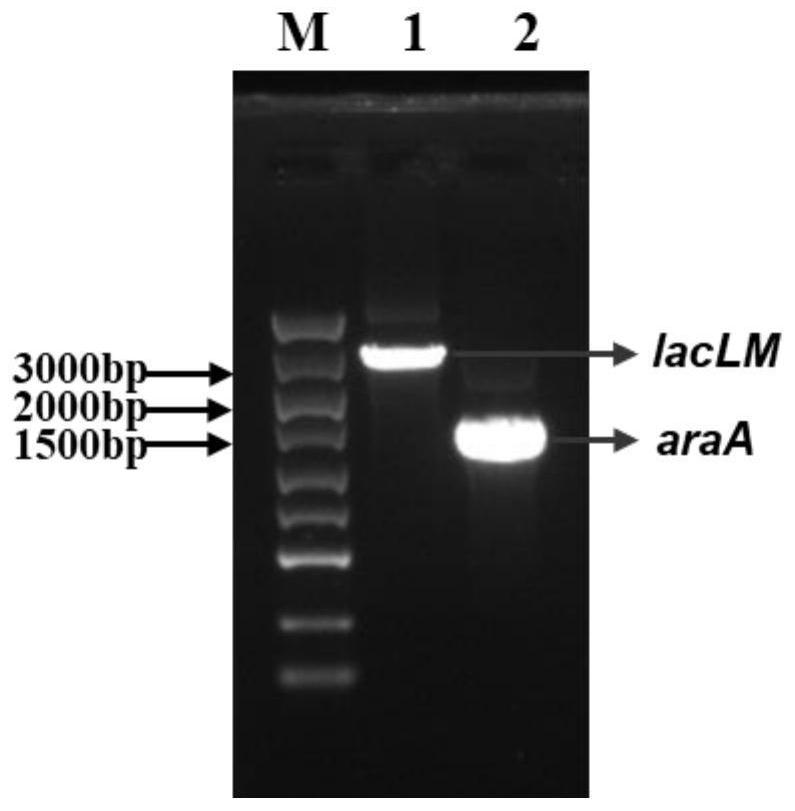 Method for co-producing D-tagatose, arabitol and galactitol and application