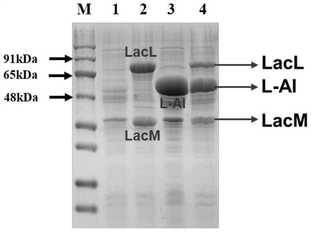 Method for co-producing D-tagatose, arabitol and galactitol and application