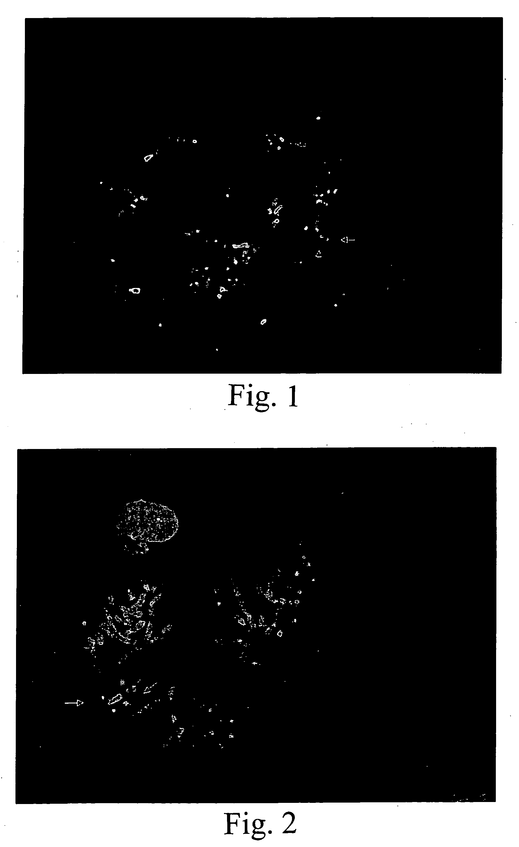 Single copy genomic hybridization probes and method of generating same