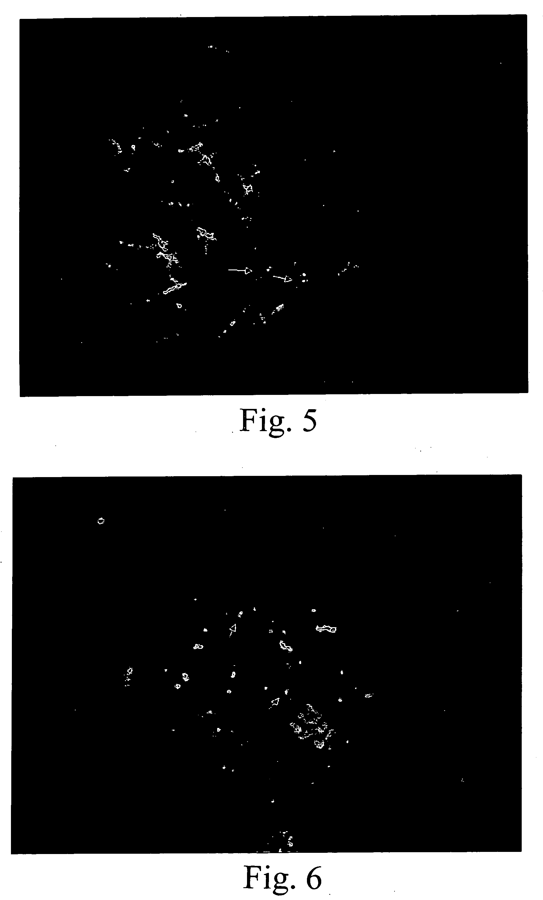 Single copy genomic hybridization probes and method of generating same