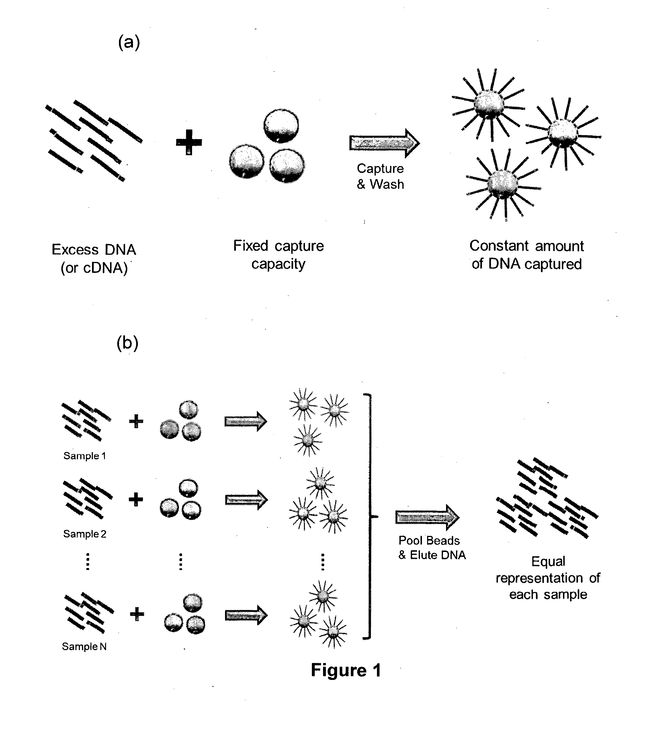 Method of Producing a Normalised Nucleic Acid Library Using Solid State Capture Material