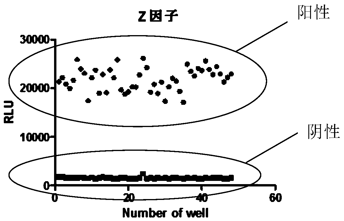 Rapid detection method for RSK4 enzyme activity and application thereof