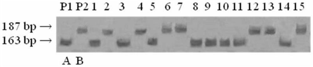 Molecular marker linked with rice cold-tolerant gene qSF12 and application of molecular marker