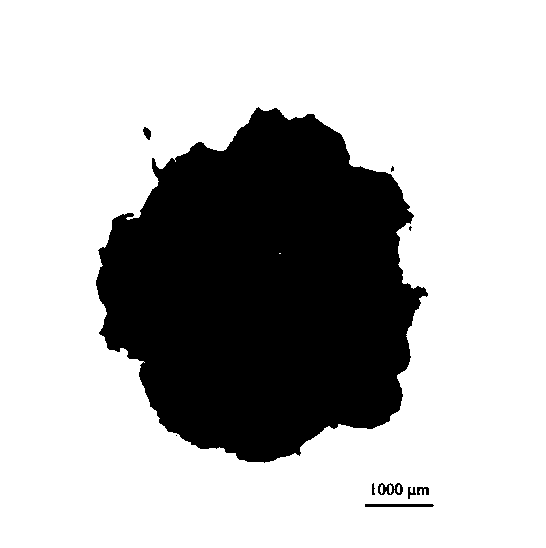 Induction medium for green spherical bodies of hemionitis arifolia