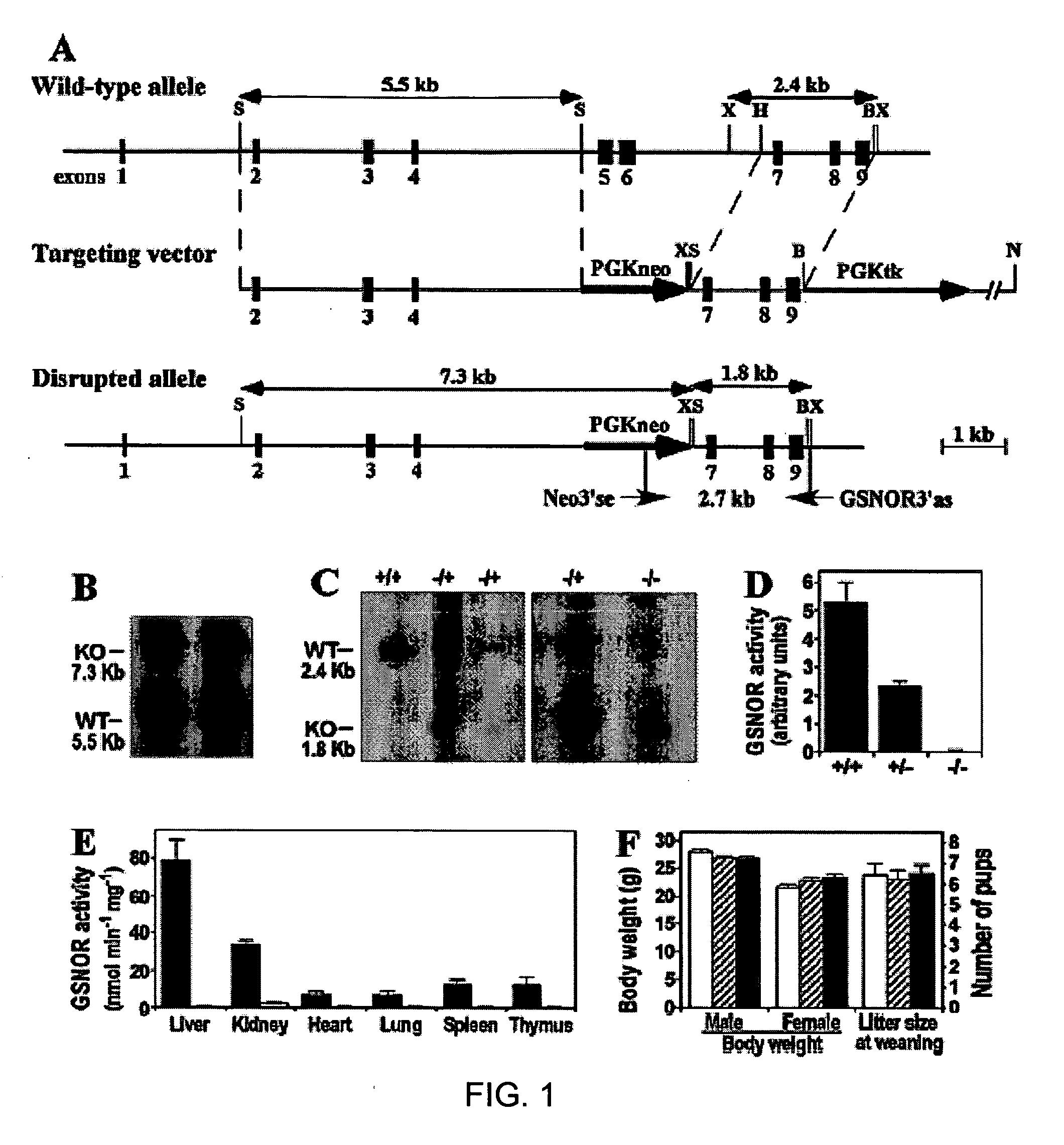 Compositions and methods for modulating S-nitrosoglutathione reductase