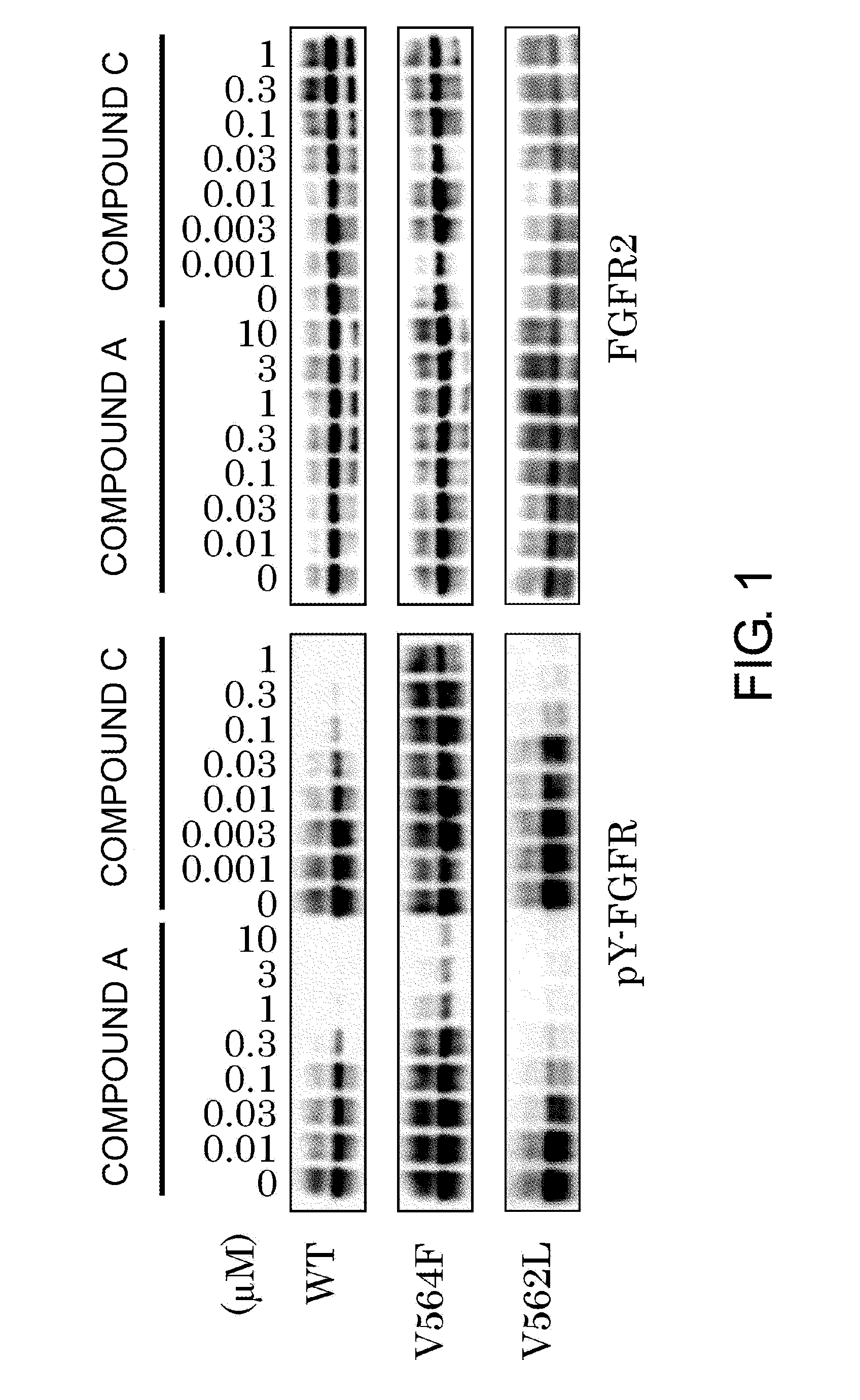 FGFR gatekeeper mutant gene and drug targeting same