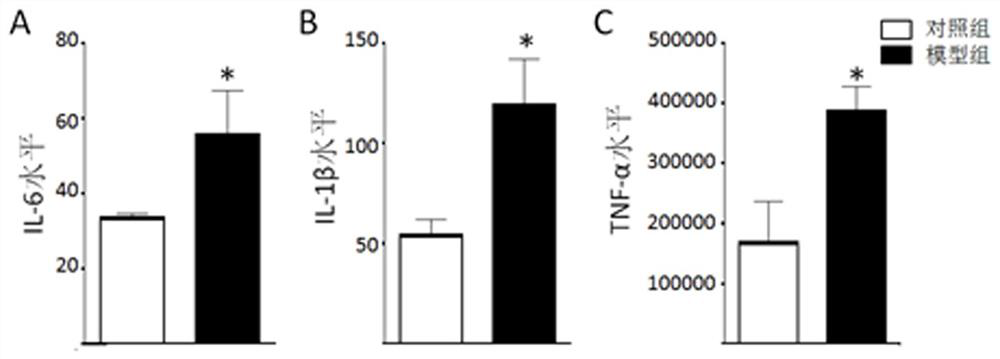 HDAC5 as a peripheral marker in a rat model of progeny infected during pregnancy