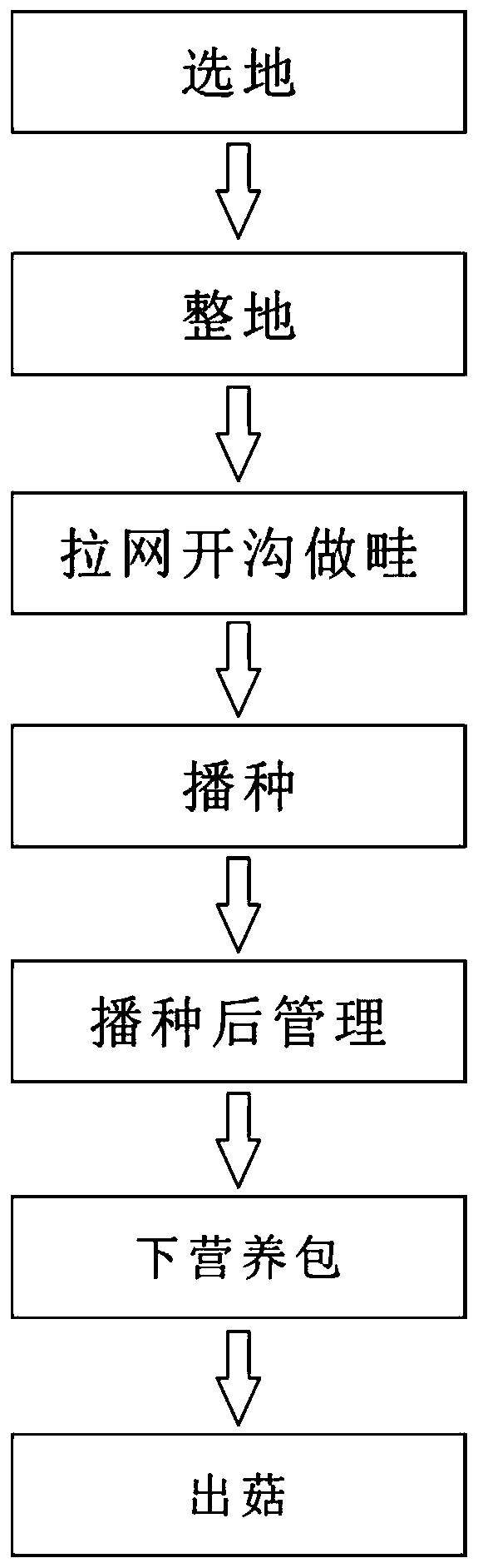 High-efficiency high-yield planting method of interplanting of healthcare dendrocalamus latiflorus forest and morchella