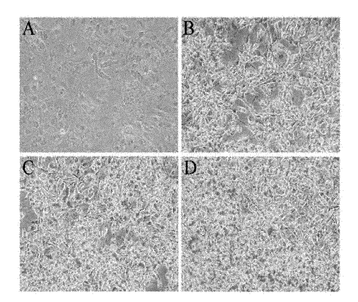 Preparation method of cassia bark extract, cassia bark extract and composition and application thereof