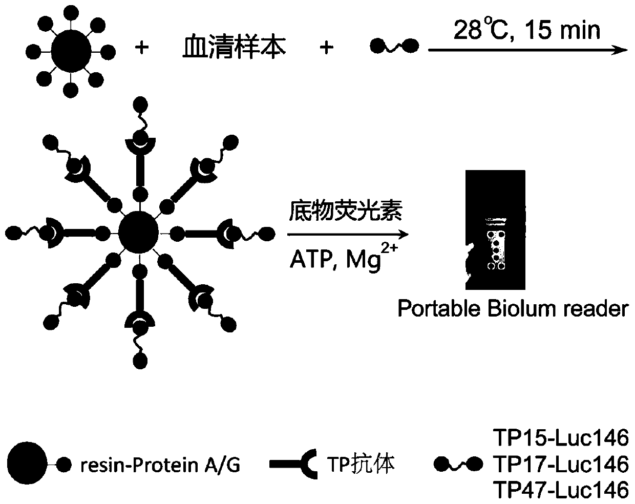 Rapid detection method of treponema pallidum antibody in serum and application thereof