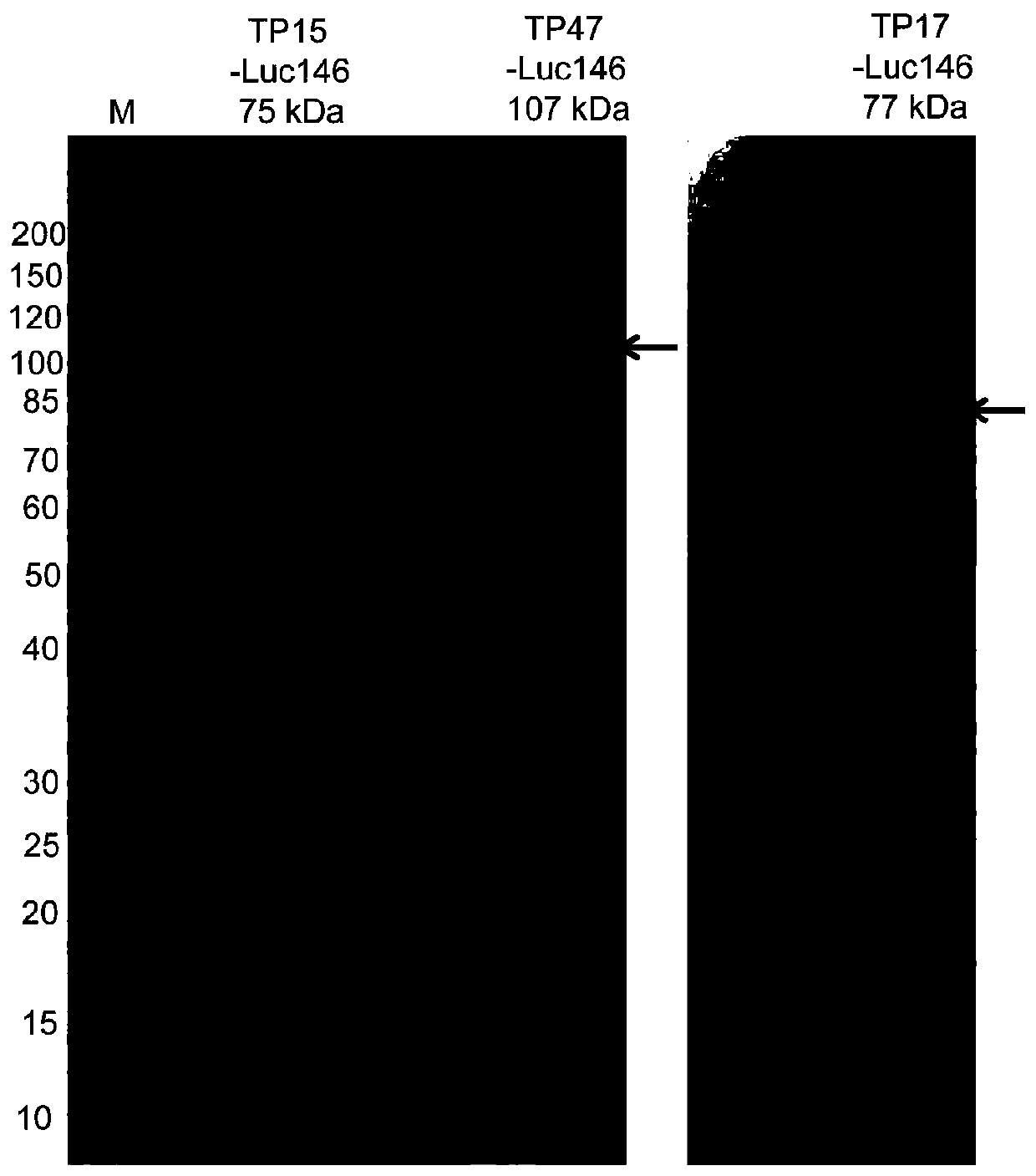 Rapid detection method of treponema pallidum antibody in serum and application thereof