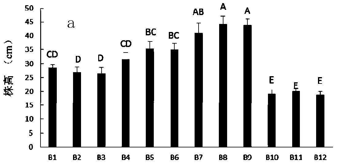 Alfalfa seed rhizobia seed coating agent and applications thereof