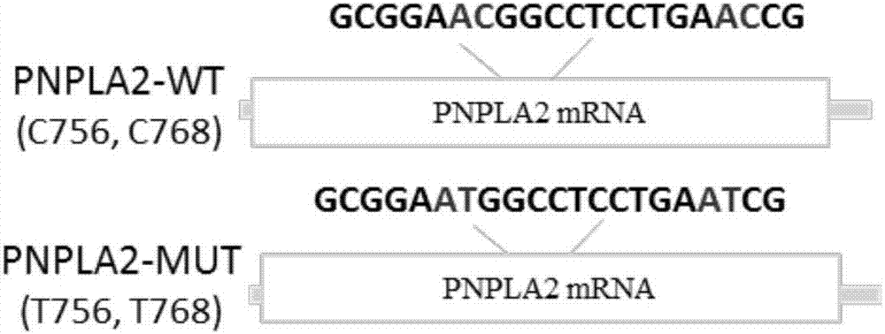 Identification method of pig fat deposition related PNPLA2 mRNA m6A methylation single locus and function application