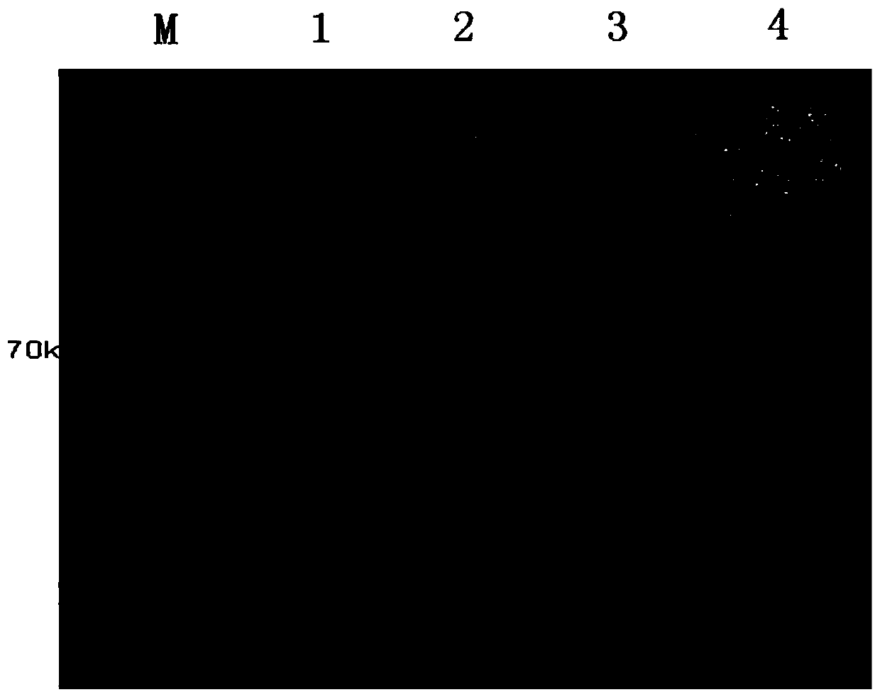 Method for detecting estrogen pollutions in water body based on recombined Bostrychus sinensis Vitellongenin and application