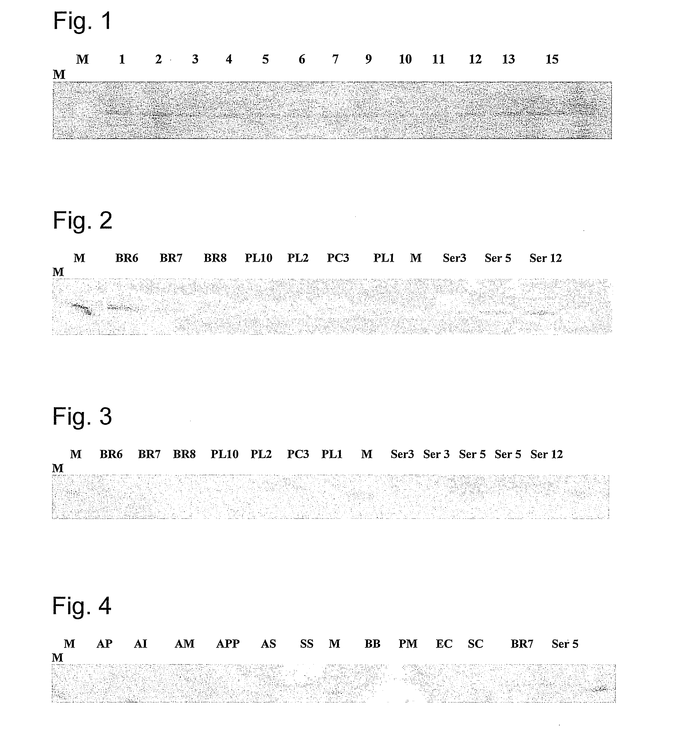 Haemophilus parasuis polypeptides and methods of use