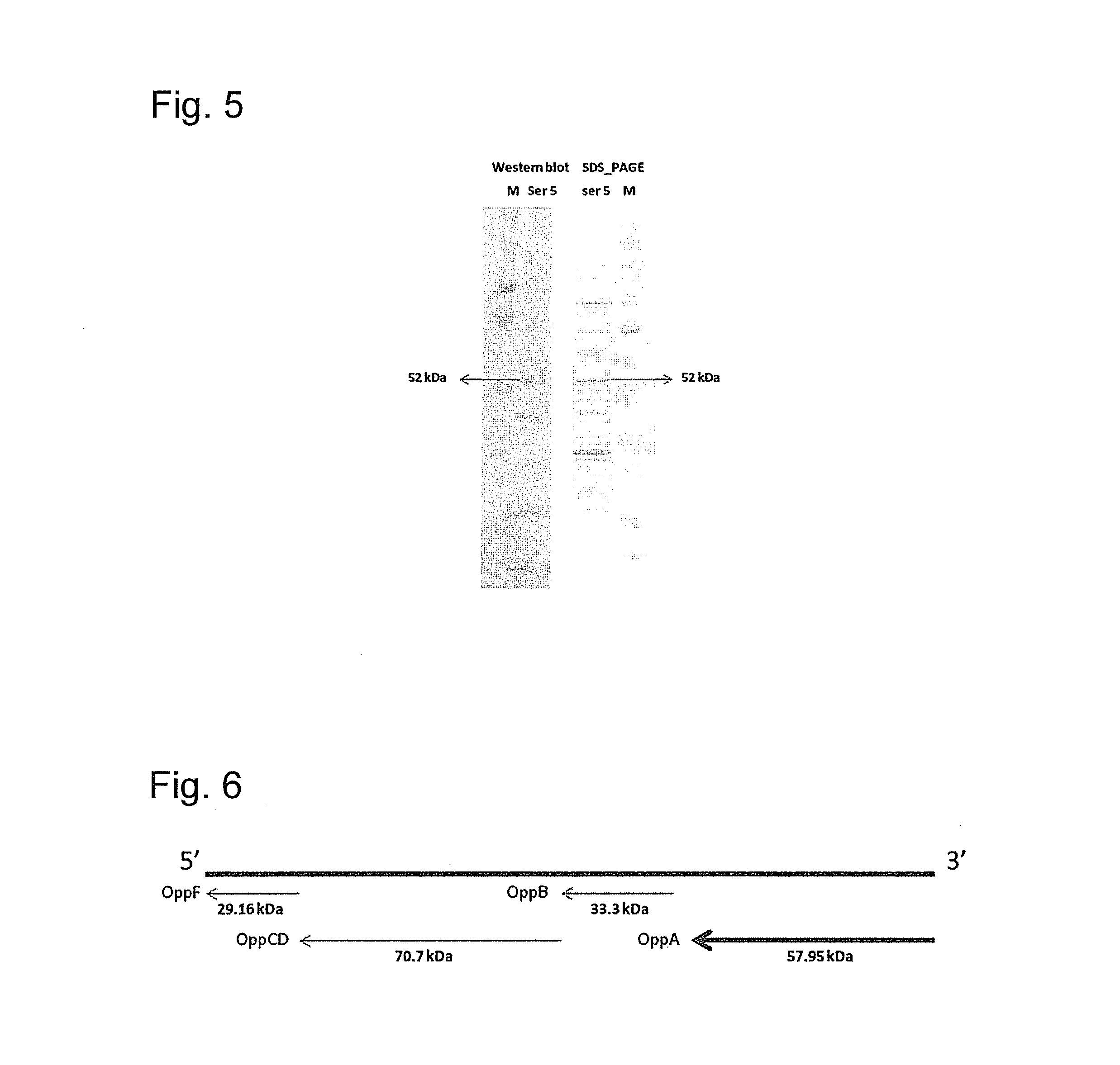 Haemophilus parasuis polypeptides and methods of use