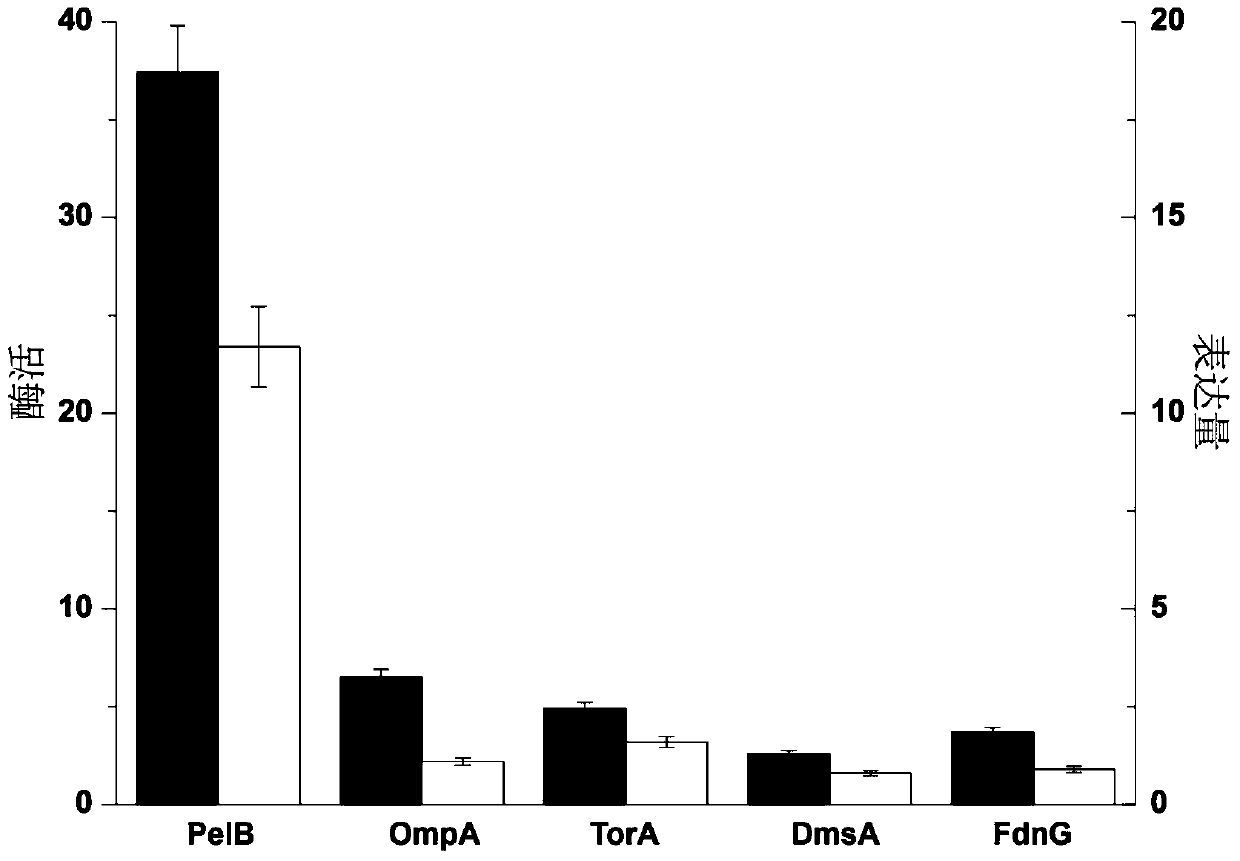 A method for constructing high-efficiency secretion and expression of transpeptidase sortase A in Escherichia coli